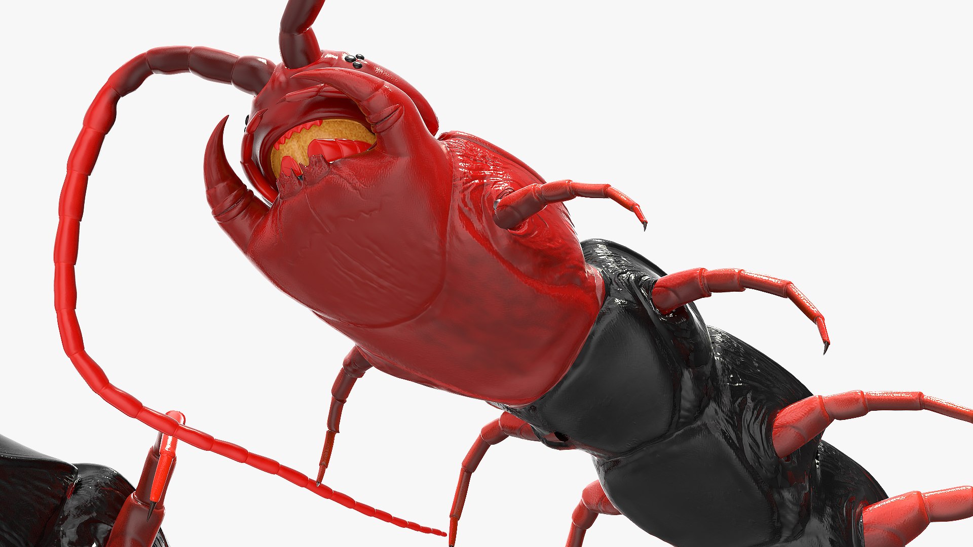 3D chinese red headed centipede https://p.turbosquid.com/ts-thumb/eA/kJVzdl/IYje7VDP/chineseredheadedcentipedec4dmodel011/jpg/1587521843/1920x1080/fit_q87/5d930071c12f946a73532df01e1a1e703caa17f8/chineseredheadedcentipedec4dmodel011.jpg