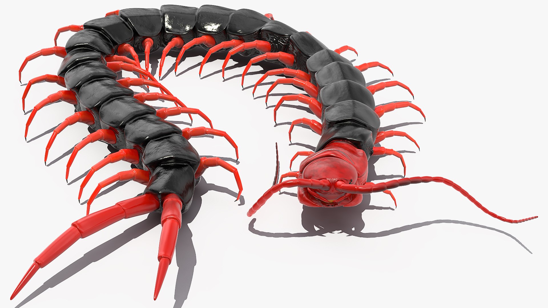 3D chinese red headed centipede https://p.turbosquid.com/ts-thumb/eA/kJVzdl/KPg83hCZ/chineseredheadedcentipedec4dmodel007/jpg/1587521829/1920x1080/fit_q87/219b1ed6f09272ee180b0b9b26e8ad65d8a3e031/chineseredheadedcentipedec4dmodel007.jpg