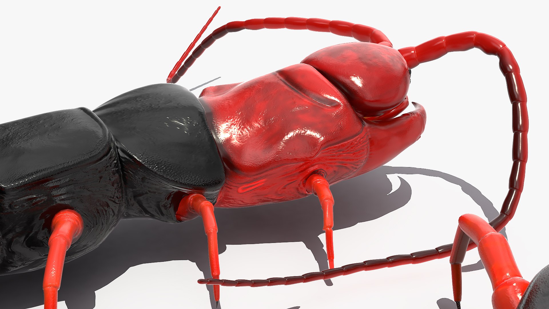 3D chinese red headed centipede https://p.turbosquid.com/ts-thumb/eA/kJVzdl/LNcW80c0/chineseredheadedcentipedec4dmodel013/jpg/1587521850/1920x1080/fit_q87/0f3955edf84788dbcd3fb86a16797d4f6c8eef4e/chineseredheadedcentipedec4dmodel013.jpg
