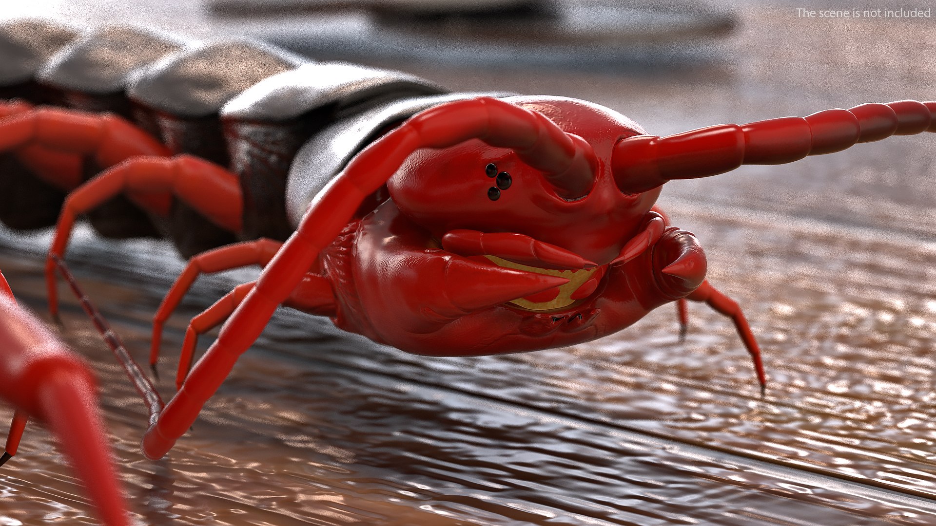 3D chinese red headed centipede https://p.turbosquid.com/ts-thumb/eA/kJVzdl/aJw561qd/chineseredheadedcentipedec4dmodel004/jpg/1587521813/1920x1080/fit_q87/bf03fd09c1c750c267c7d6f0099b245e41d4a59f/chineseredheadedcentipedec4dmodel004.jpg