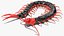 Chinese Red Headed Centipede