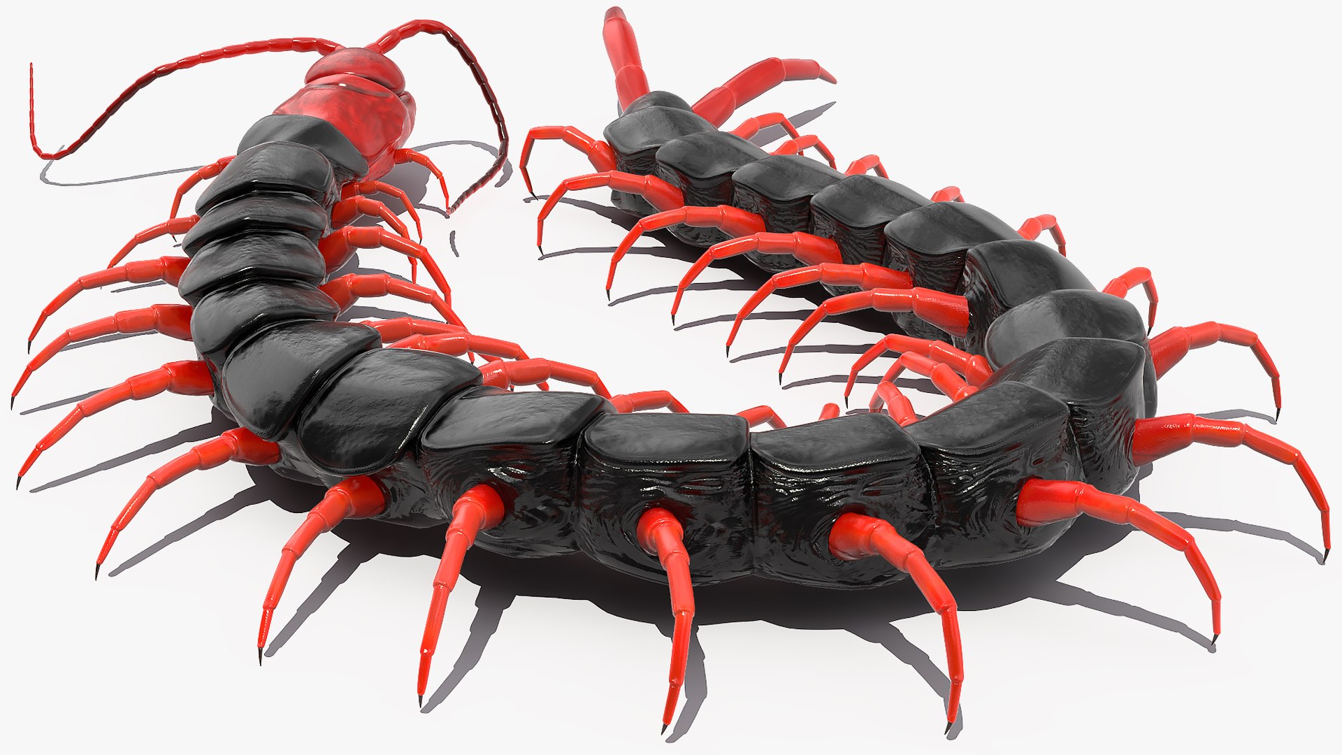 3D chinese red headed centipede https://p.turbosquid.com/ts-thumb/eA/kJVzdl/qhsDcdc8/chineseredheadedcentipedec4dmodel006/jpg/1587521825/1920x1080/fit_q87/0a25e0b1e11b28c6d57cef5ef4ea30fb51a13a66/chineseredheadedcentipedec4dmodel006.jpg