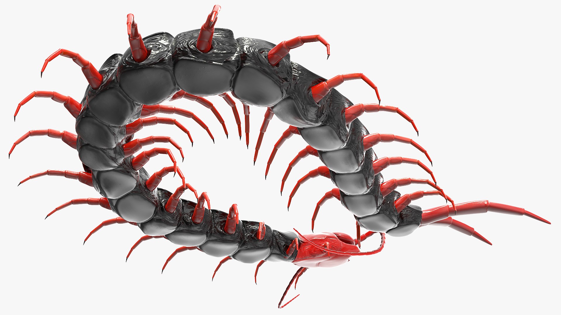3D chinese red headed centipede https://p.turbosquid.com/ts-thumb/eA/kJVzdl/zkrMxYHd/chineseredheadedcentipedec4dmodel010/jpg/1587521840/1920x1080/fit_q87/75cd6fd233da48c0809aa58c4eafb46608195f76/chineseredheadedcentipedec4dmodel010.jpg