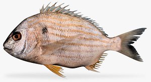 fbx sea bream