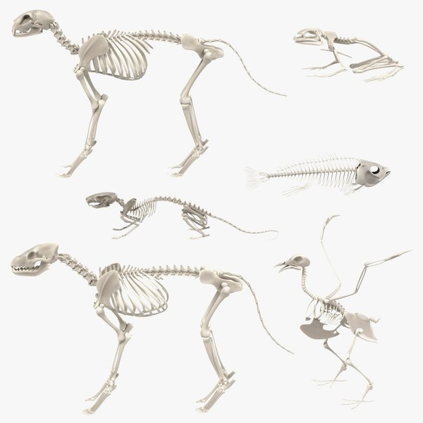 Animal Skeletons