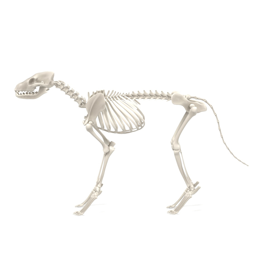 3d model animal skeletons