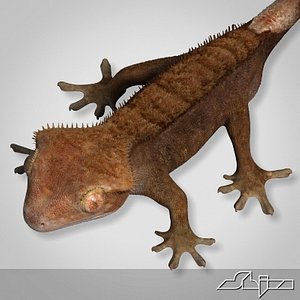 3d gecko rhacodactylus lizard geko model