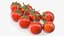 Fresh Cherry Tomatoes on the Vine Fur