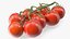 Fresh Cherry Tomatoes on the Vine Fur