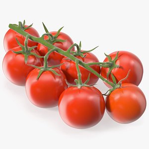 3D Fresh Cherry Tomatoes on the Vine Fur model