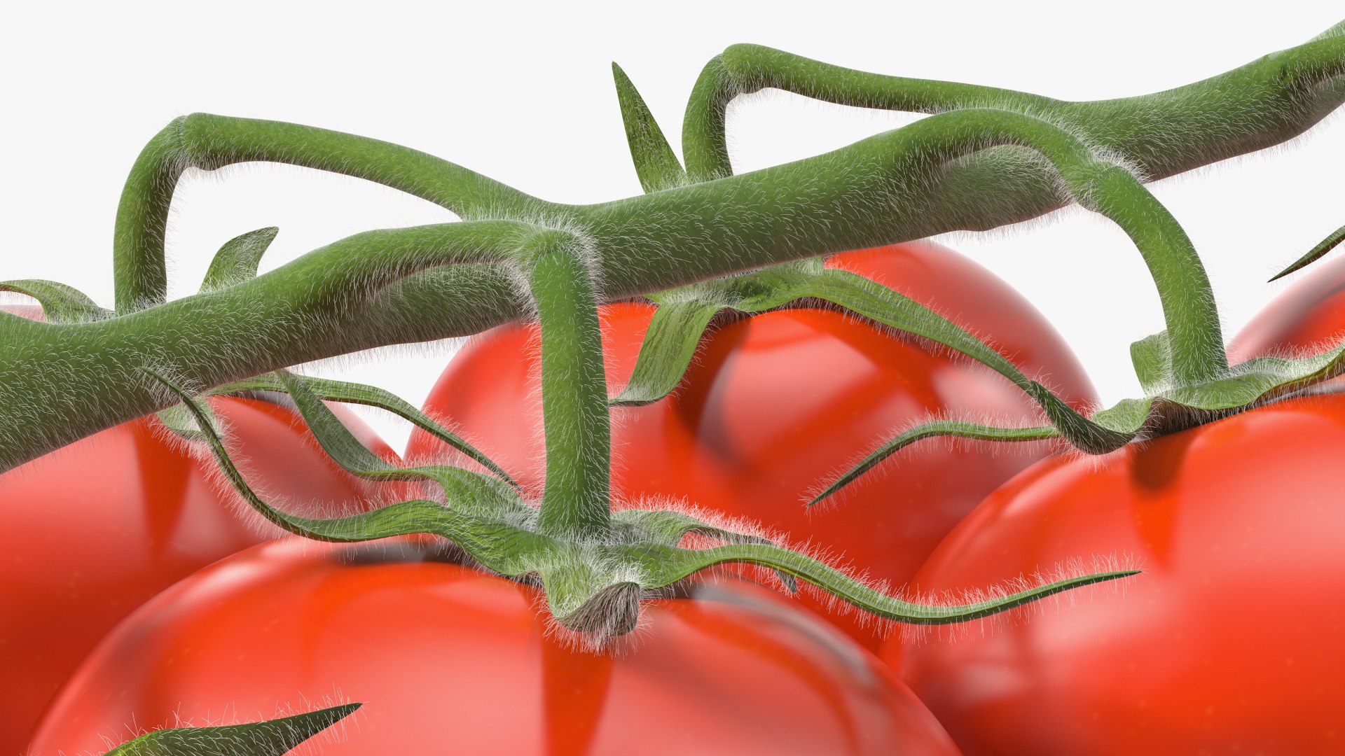 3D Fresh Cherry Tomatoes on the Vine Fur model https://p.turbosquid.com/ts-thumb/eB/6iEbtr/Xa/freshcherrytomatoesonthevinefurmb3dmodel015/jpg/1640606709/1920x1080/fit_q87/9f8697ea89d10613096d52cac4256cfbefb6a076/freshcherrytomatoesonthevinefurmb3dmodel015.jpg