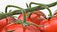 Fresh Cherry Tomatoes on the Vine Fur