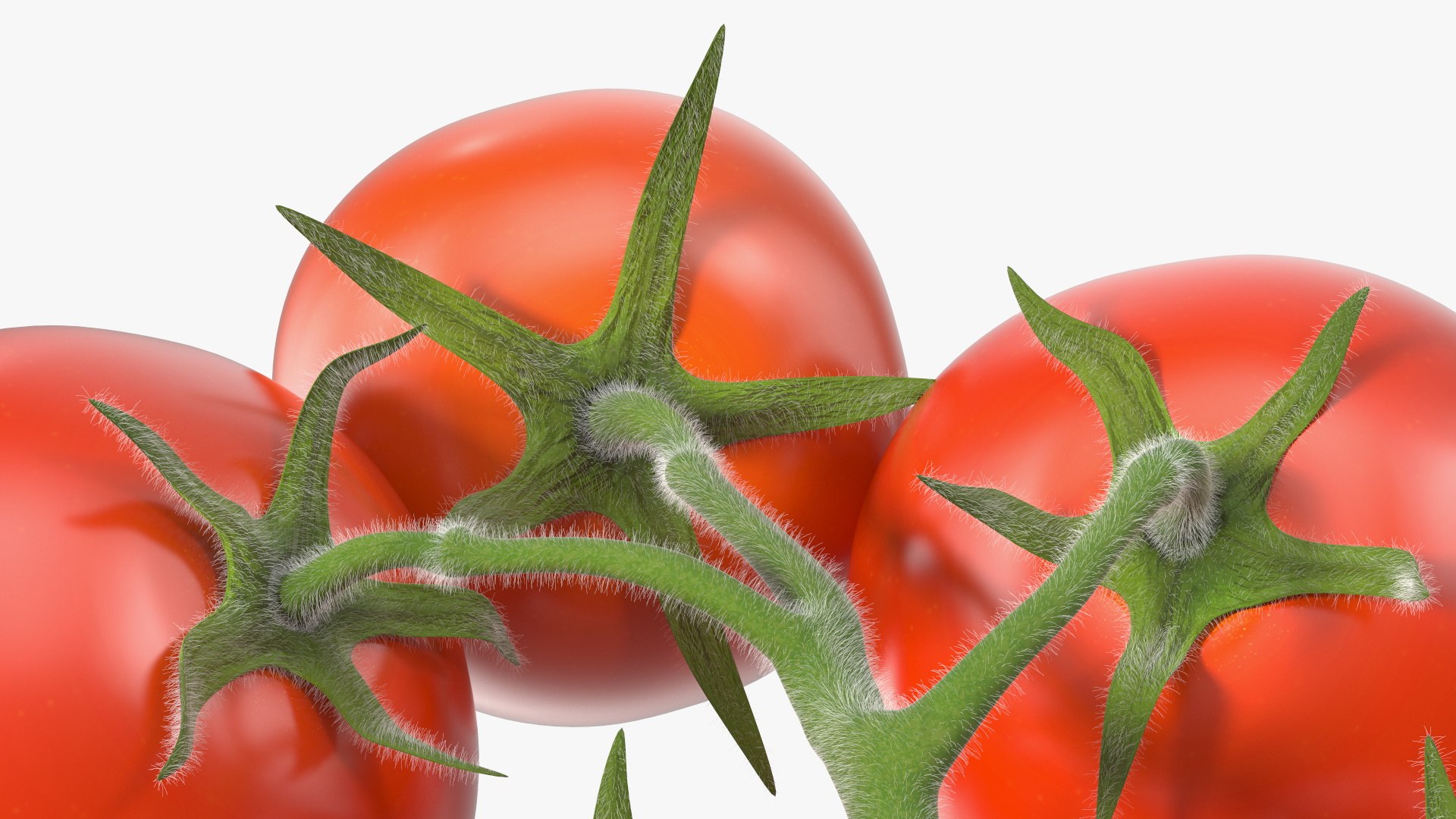 3D Fresh Cherry Tomatoes on the Vine Fur model https://p.turbosquid.com/ts-thumb/eB/6iEbtr/rL/freshcherrytomatoesonthevinefurmb3dmodel016/jpg/1640606712/1920x1080/fit_q87/e0800ed9560f677799324578ef9e61cf9b09a5c6/freshcherrytomatoesonthevinefurmb3dmodel016.jpg
