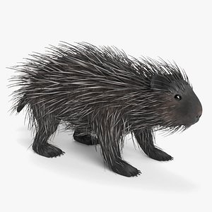 porcupine american 3D model