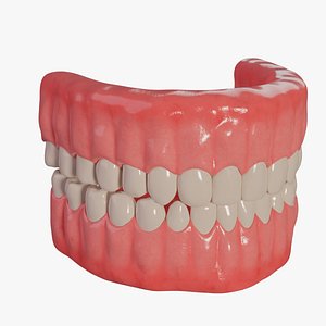 Human gums with teeth and tongue 3D