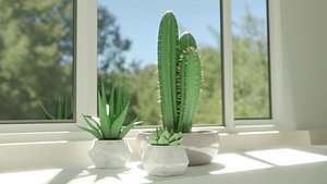 3D Succulent Plant