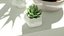 Pianta succulenta
