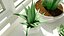 Pianta succulenta