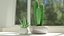 Pianta succulenta