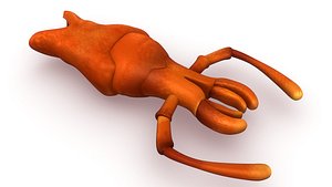 3d cockroach labium model