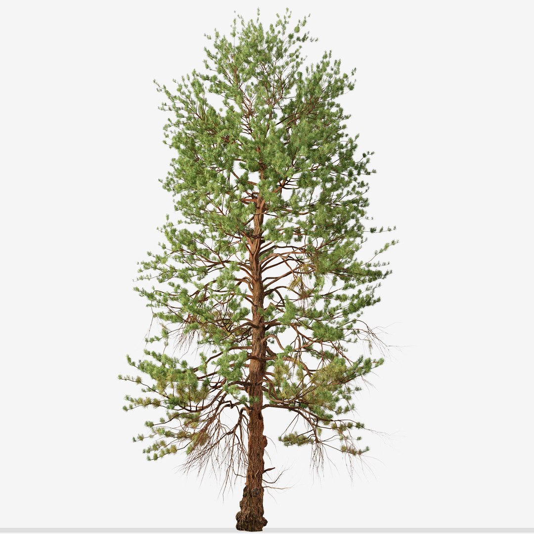 3D Set Of Ponderosa Pine Or Bull Pine Tree - TurboSquid 1967426