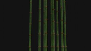 3D Bamboo trunk model
