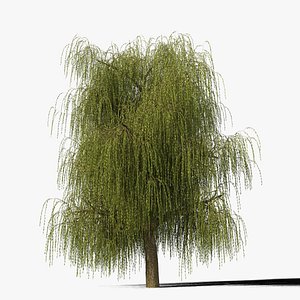 max willow tree