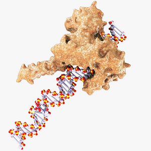 DNA Topoisomerase Protein