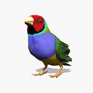 3D gouldian d n model