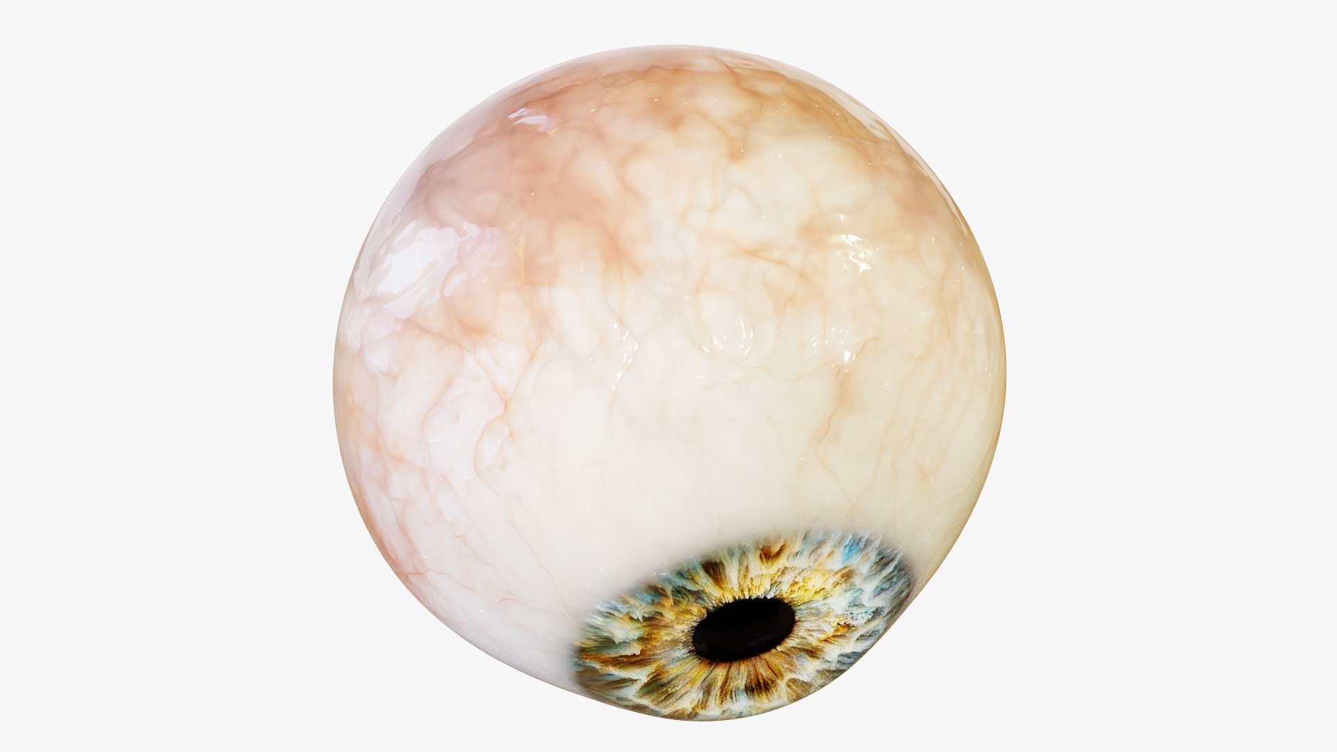 3d model of human eye https://p.turbosquid.com/ts-thumb/eB/h2uA7r/0C/rr_08/jpg/1631642810/1920x1080/fit_q87/4f7f6b74229a0088d31e87dbd16cb483f2755087/rr_08.jpg