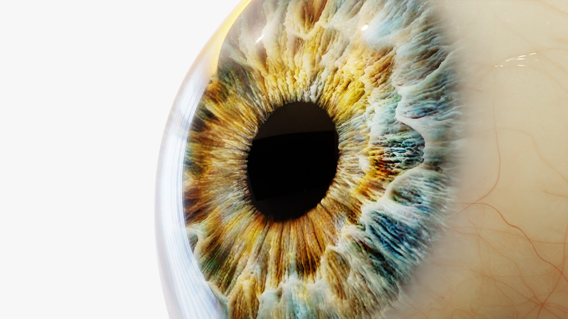 3d model of human eye https://p.turbosquid.com/ts-thumb/eB/h2uA7r/BJ/rr_06/jpg/1631642810/1920x1080/fit_q87/f5dd8c90a7ff7b28b9f572e09ccd5143741e09b3/rr_06.jpg
