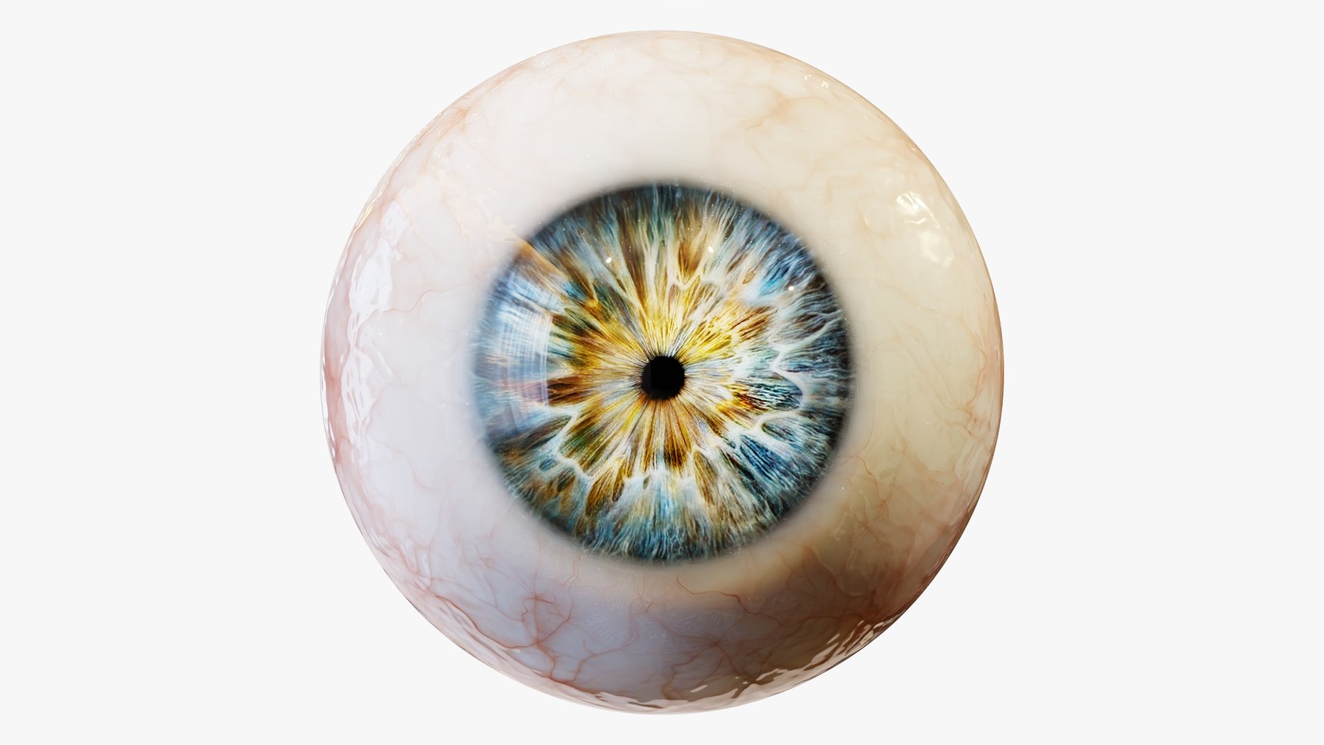 3d model of human eye https://p.turbosquid.com/ts-thumb/eB/h2uA7r/I8/rr_10/jpg/1631642807/1920x1080/fit_q87/0ddccb14351fc1e22bdeeb69d18cfd1e44508e34/rr_10.jpg