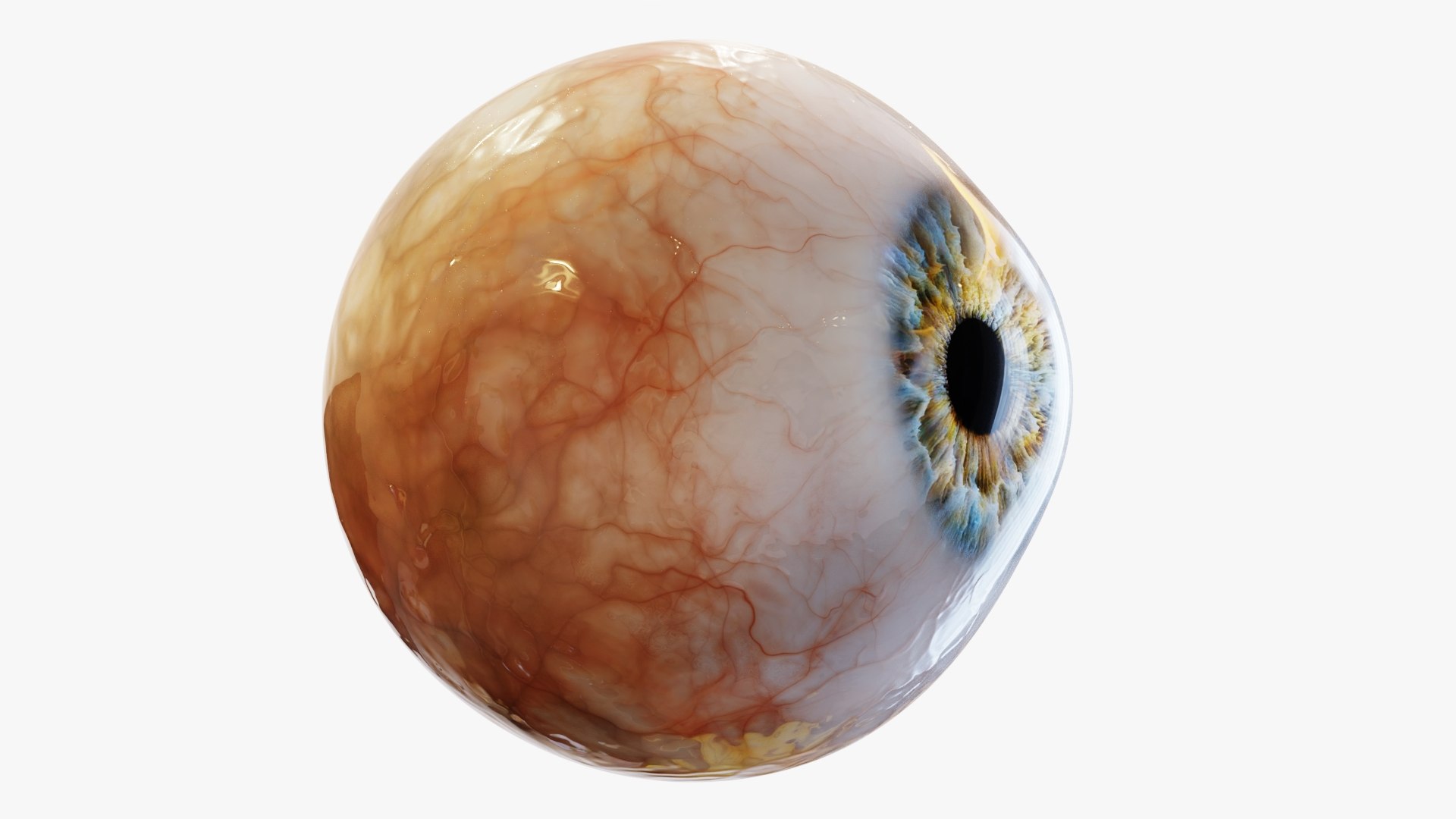 3d model of human eye https://p.turbosquid.com/ts-thumb/eB/h2uA7r/fz/rr_07/jpg/1631642803/1920x1080/fit_q87/aaf85fa13049a33c807d4d74d59e7dd082389533/rr_07.jpg