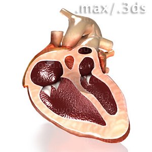max heart