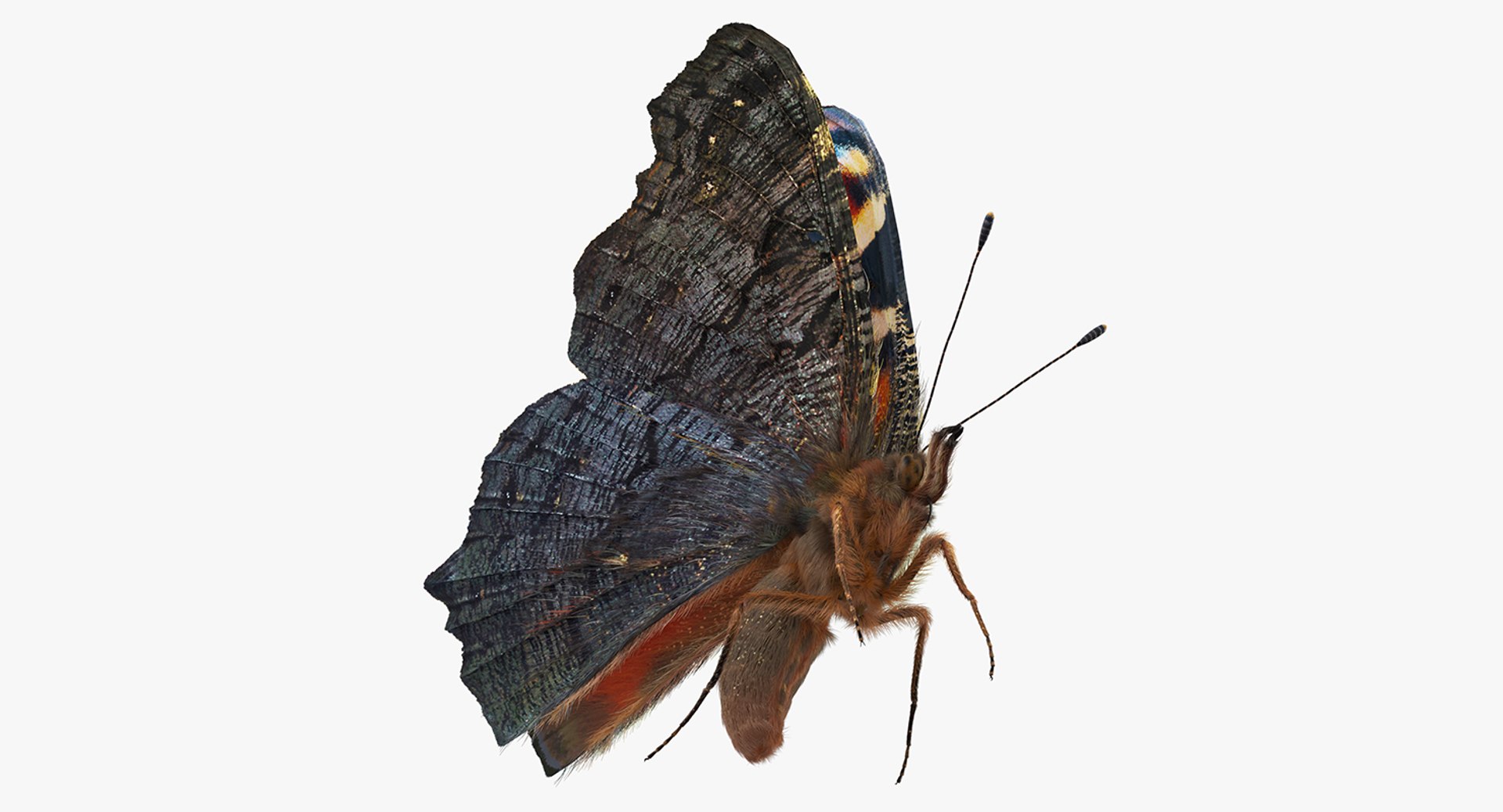 Peacock Butterfly or Aglais io Flying Pose with Fur 3D Model 3D model preview