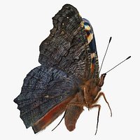 Peacock Butterfly or Aglais io Flying Pose with Fur 3D Model