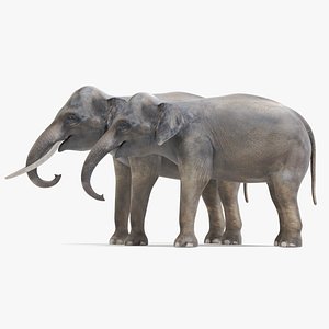3D亚洲象模型