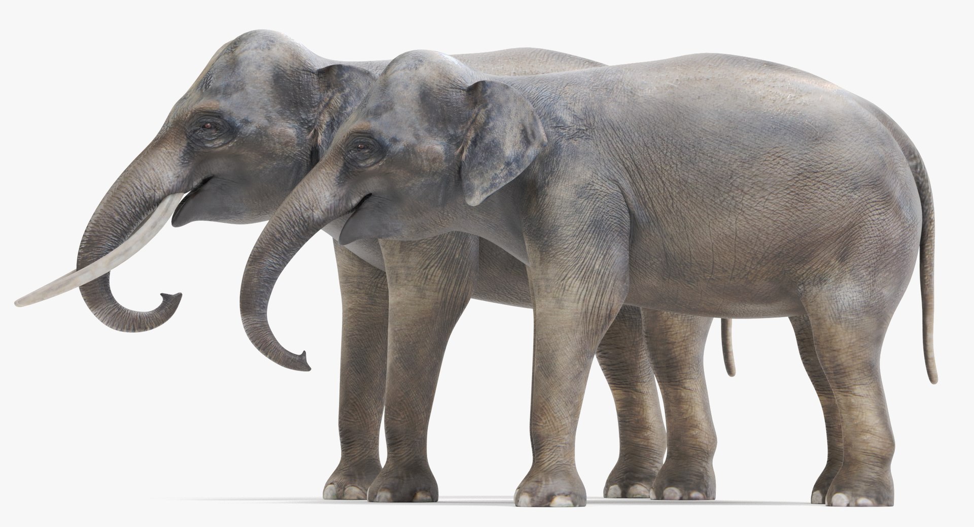 3D Model Asian Elephants - TurboSquid 1341691