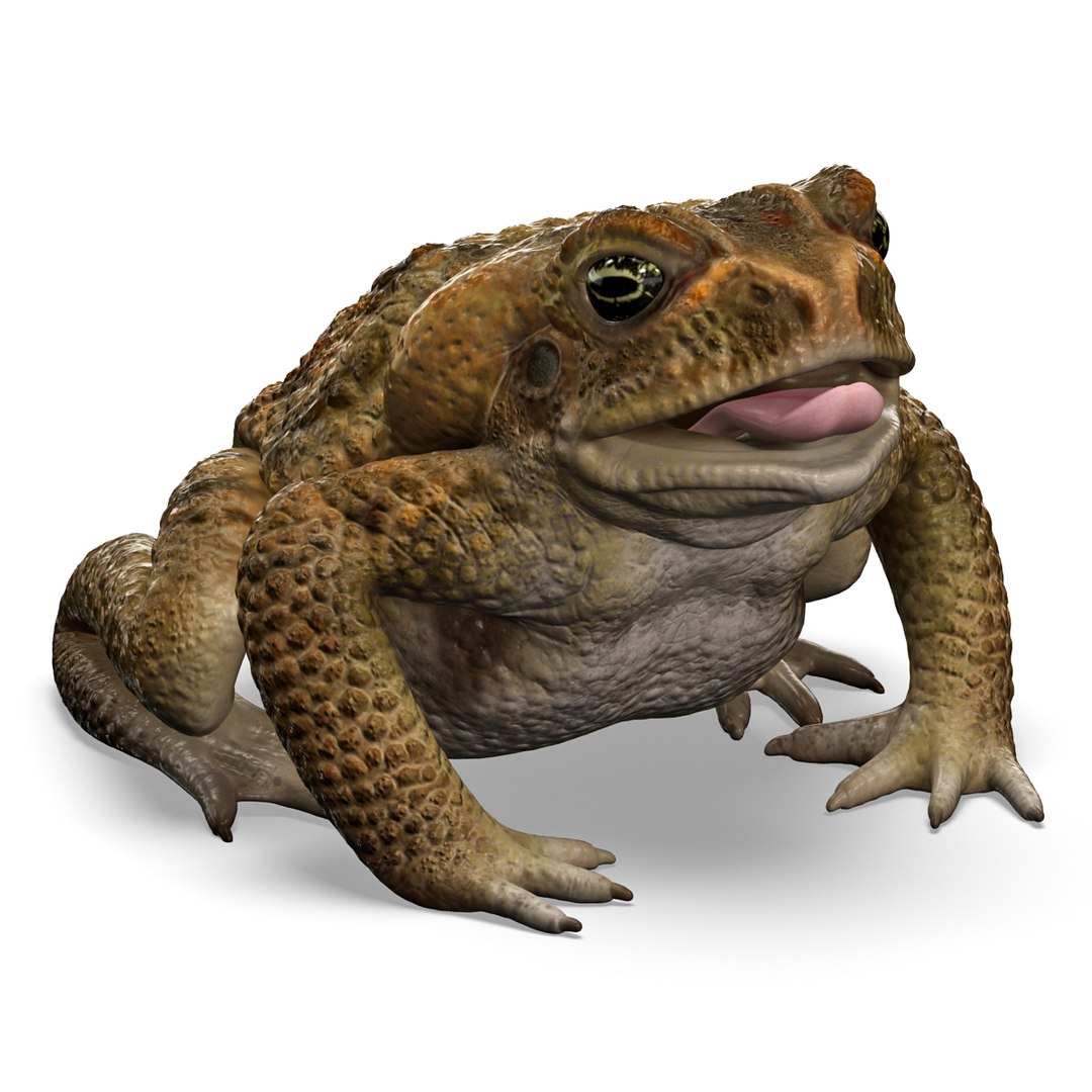 max frog cane toad https://p.turbosquid.com/ts-thumb/eC/07FPeY/1TRXjMb9/frog_cane_toad_003/jpg/1334154825/1920x1080/fit_q87/5ff177704e263c1db7c57a8f0759325f0a8e118a/frog_cane_toad_003.jpg
