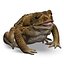 Frog Cane Toad