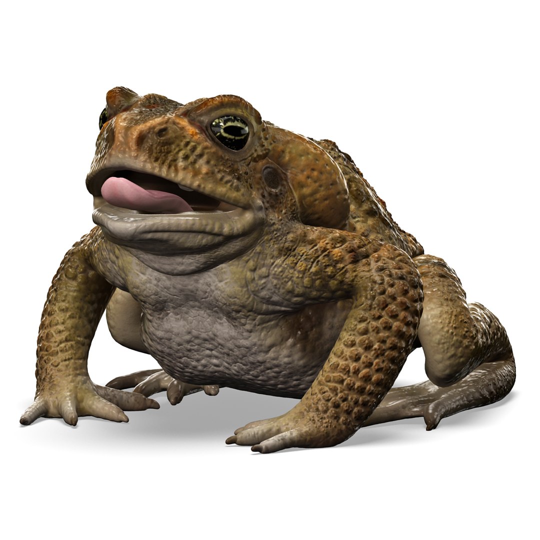 max frog cane toad https://p.turbosquid.com/ts-thumb/eC/07FPeY/6A02l3KJ/frog_cane_toad_001/jpg/1334154825/1920x1080/fit_q87/d4d15f6b1338858a8943d1d39014b12c550488e2/frog_cane_toad_001.jpg