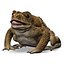 Frog Cane Toad