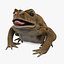 Frog Cane Toad