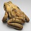 Frog Cane Toad