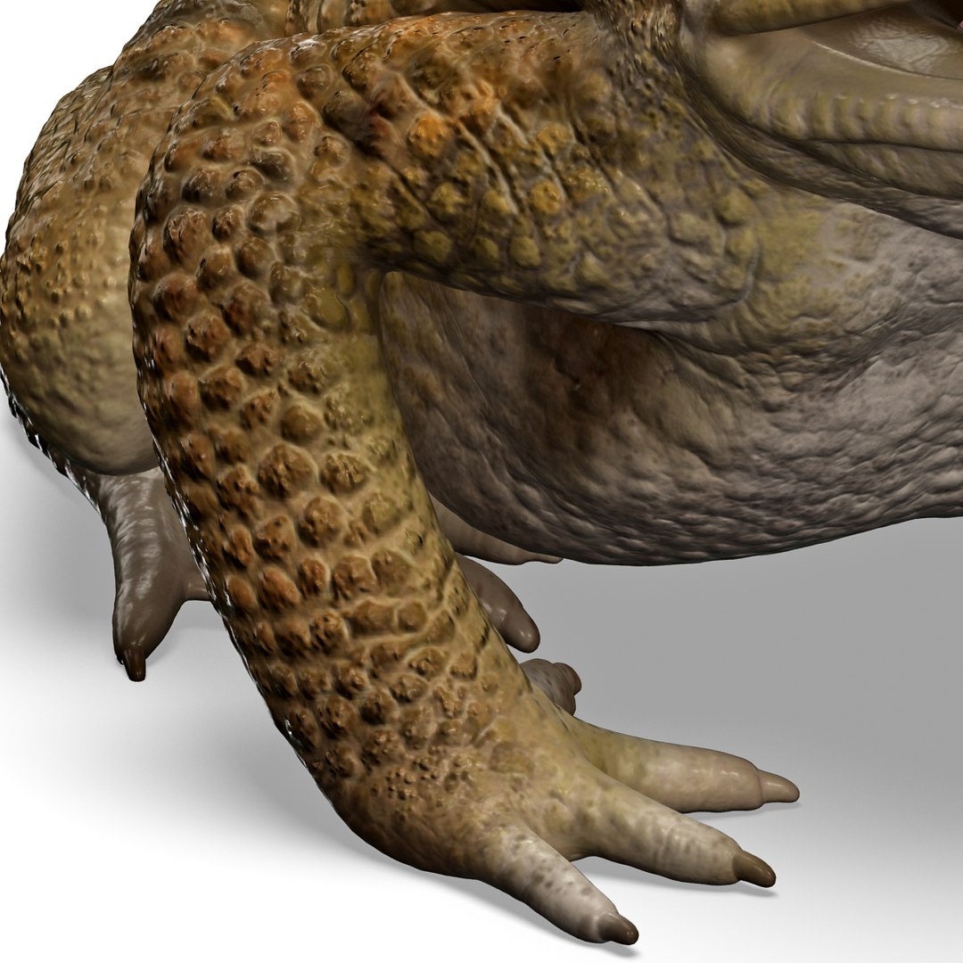 max frog cane toad https://p.turbosquid.com/ts-thumb/eC/07FPeY/Dfv9NF0y/frog_cane_toad_011/jpg/1334154825/1920x1080/fit_q87/d3e0f589ca9dfcd1b615b8c808ec08c6d302d784/frog_cane_toad_011.jpg