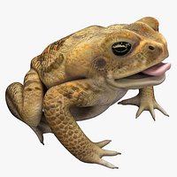 Frog Cane Toad