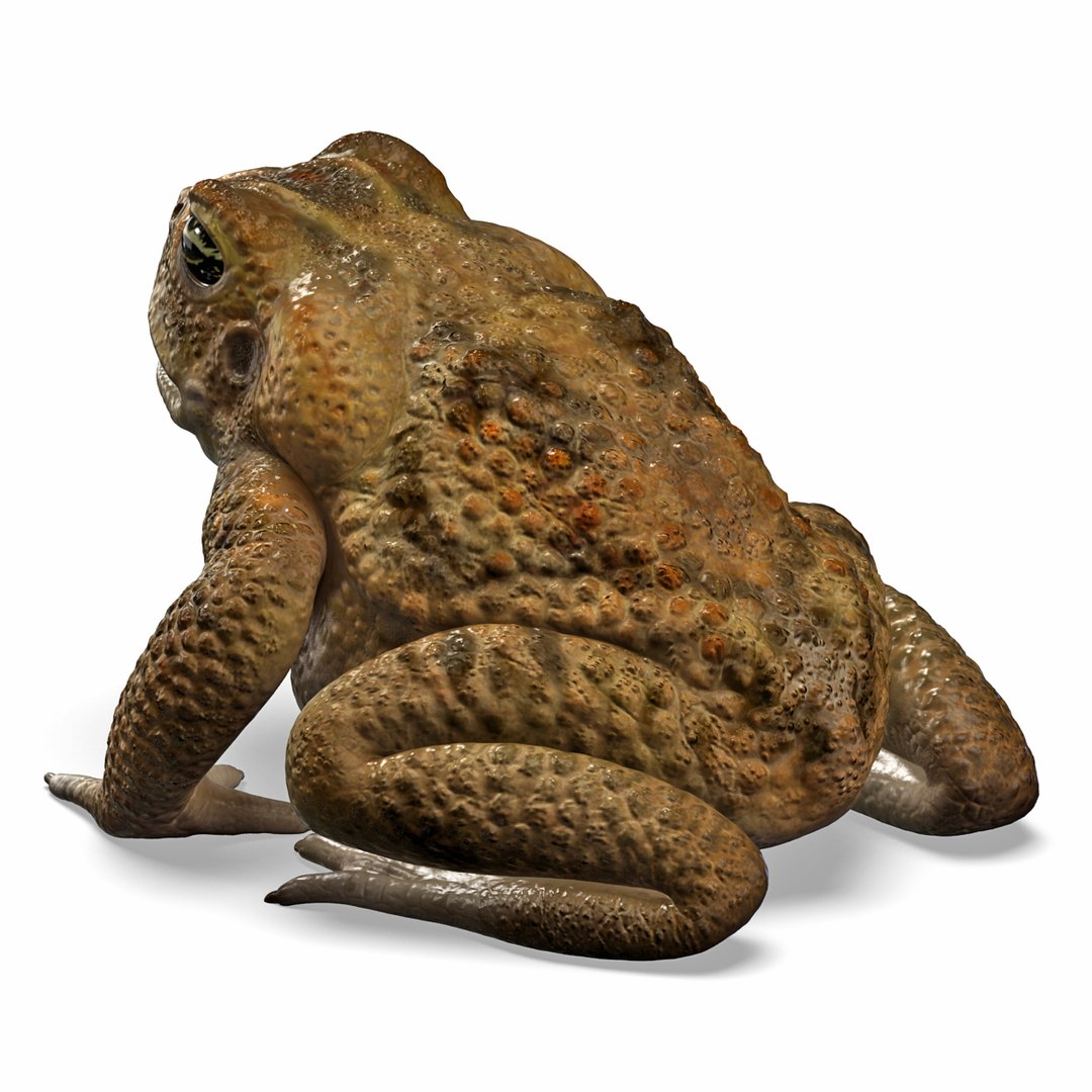 max frog cane toad https://p.turbosquid.com/ts-thumb/eC/07FPeY/IraYQZnM/frog_cane_toad_007/jpg/1334154825/1920x1080/fit_q87/1e98c1d7c67848ea5b965e4aa115213833b153a4/frog_cane_toad_007.jpg