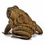 Frog Cane Toad