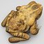 Frog Cane Toad