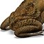 Frog Cane Toad